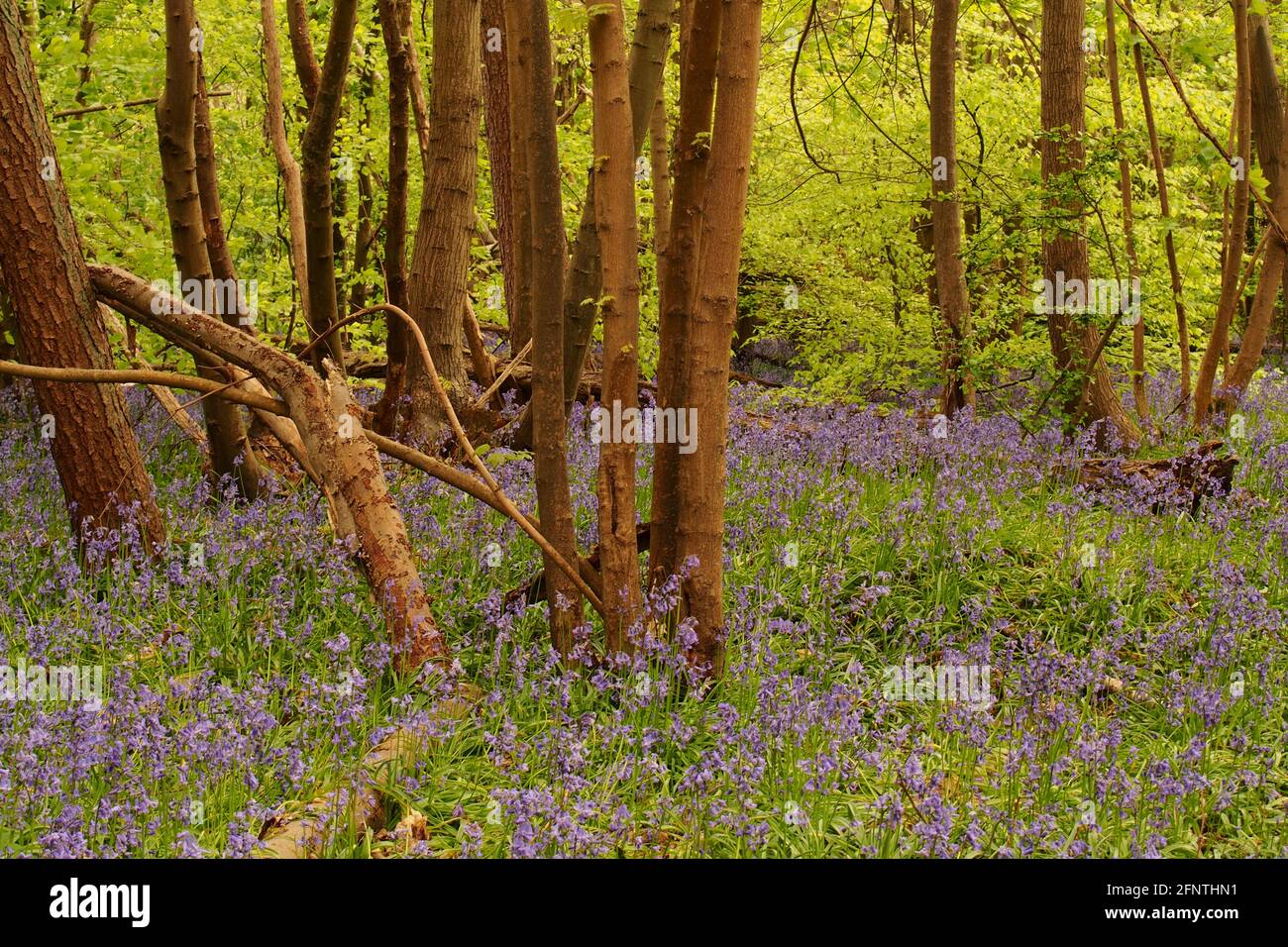 Ein Blick durch einen bluebelligen Wald, der die blühenden Blubellen zeigt Umgeben von Buchen, die im Frühling in die Blätter kommen Stockfoto