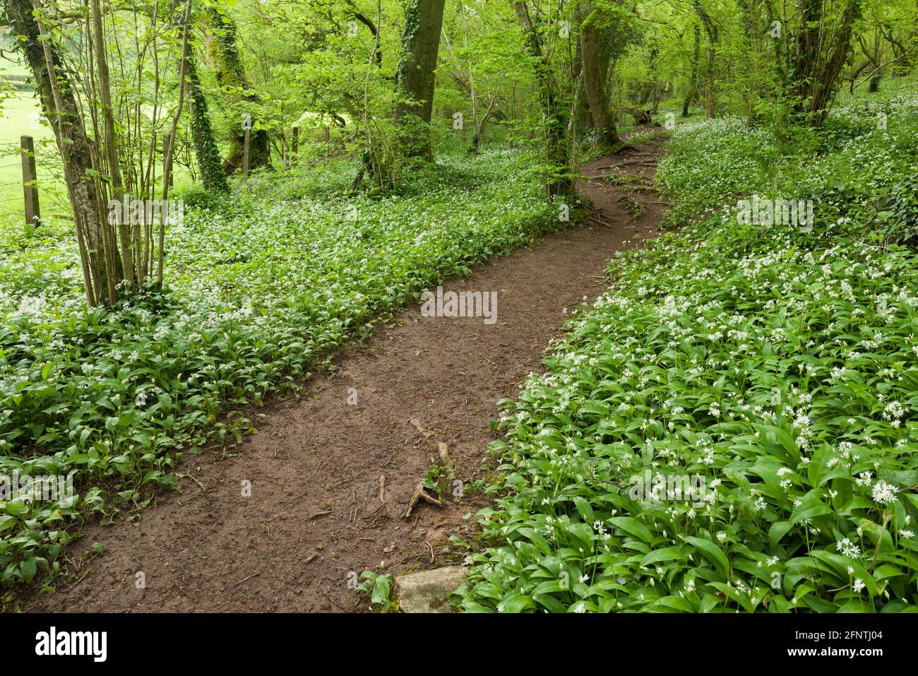 Ein Pfad durch Wild Knolic oder Ramsons (Allium ursinum) im Round Wood am Milton Hill in der Mendip Hills National Landscape im Frühjahr, Wells, Somerset. England. Stockfoto