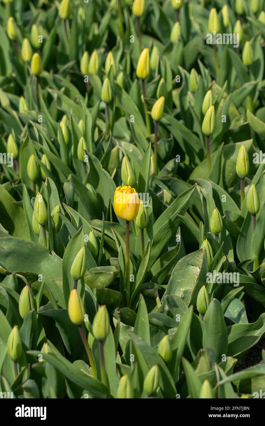 Gelbe Tulpe umgibt durch Blumen in der Knospe - Be Anders Stockfoto