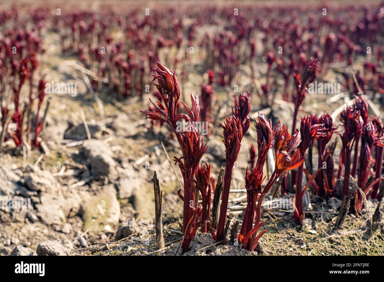 Auftauchende Gemüse in der Landschaft Stockfoto