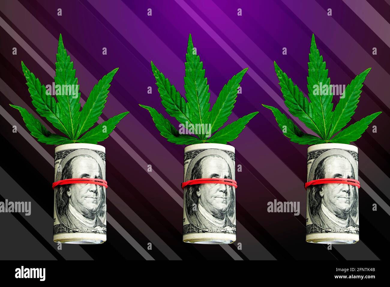 Cannabisblätter wachsen aus einem Paket zusammengerollter Hundert-Dollar-Blätter. Grüne Hanfblätter und rollte US-Dollar auf künstlerischen Schwarz-und Purpurtönen b Stockfoto