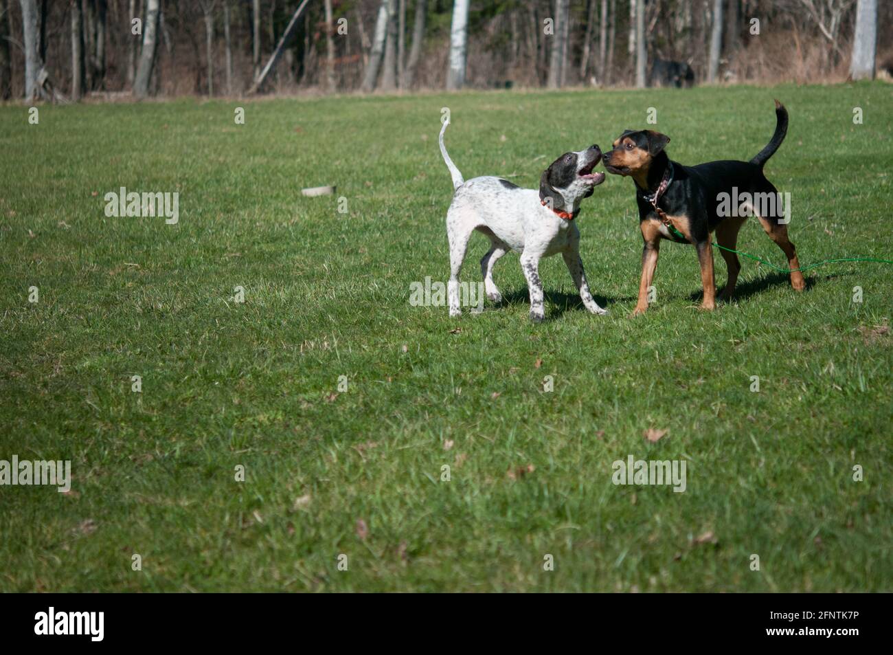 Zwei Pflegehunde treffen sich im Hof Stockfoto