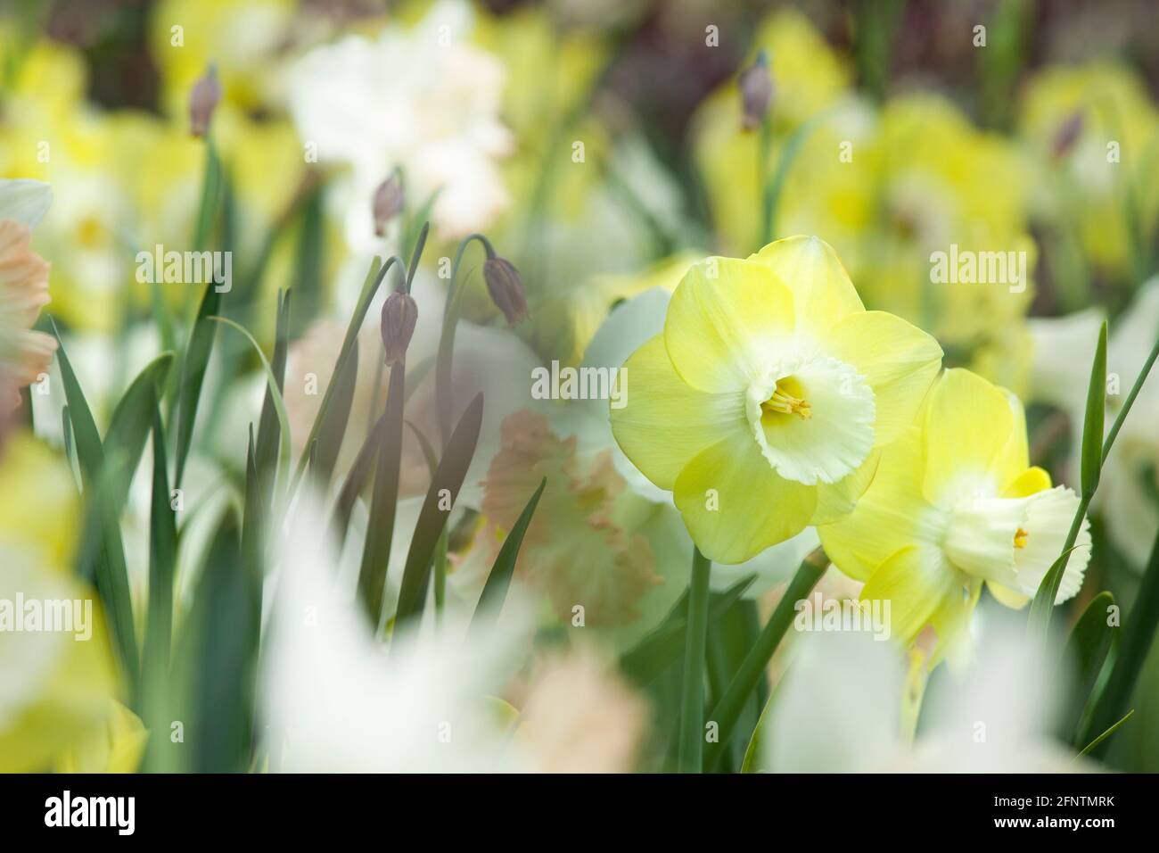 Weiße Narzissen im Park Stockfoto