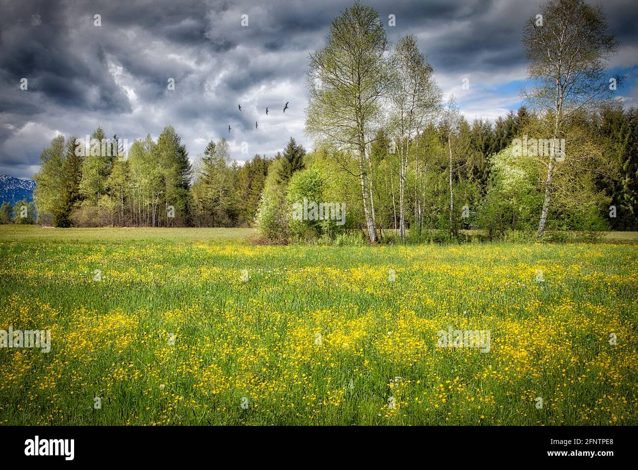 DE - BAYERN: Frühling im Loisach Moor bei Benediktbeuern (HDR-Fotografie) Stockfoto