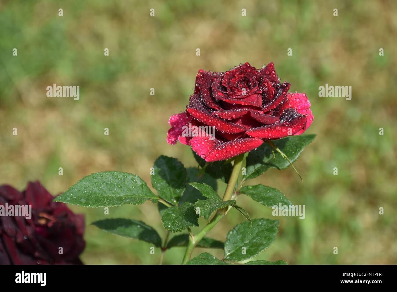 Morgenrosenblüte mit Wasserblasen Stockfoto