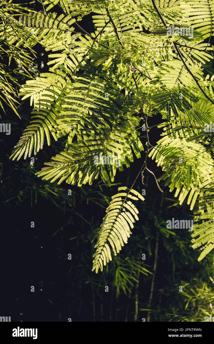 Nahaufnahme der Blätter des Flammenbaums (Delonix regia (Haken.) Raf.). Grünes Blatt Hintergrund Konzept. Natürliche Umwelt Tapete. Stockfoto