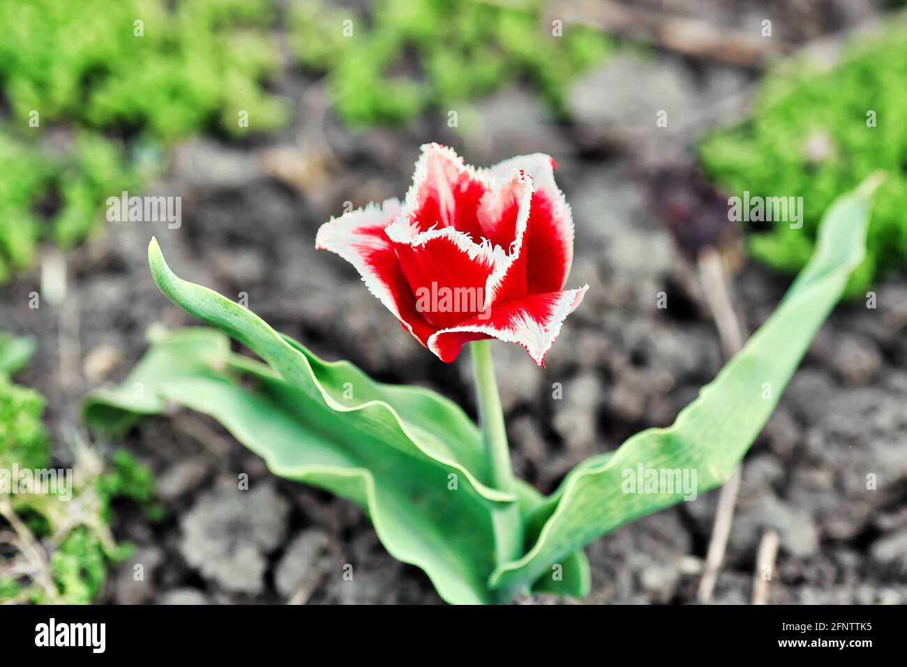 Eine rote Tulpenblume auf einem verschwommenen Blumenbeet-Hintergrund an einem Sommertag. Blühende Pflanzen Stockfoto