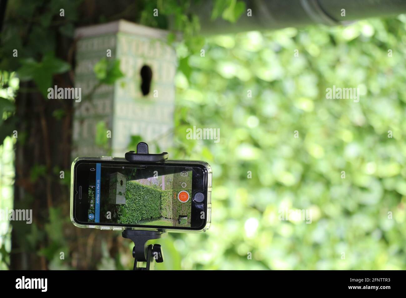 Smartphone auf Stativ, das Vogelnistkasten filmt Stockfoto