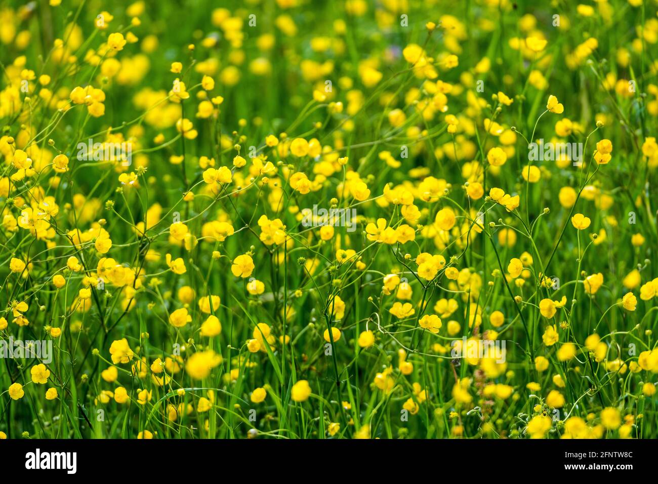Eine herrliche Wiese und Kuhweide im Frühjahr im Naturschutzgebiet voller Sumpfmarigolde, voller Größe Stockfoto
