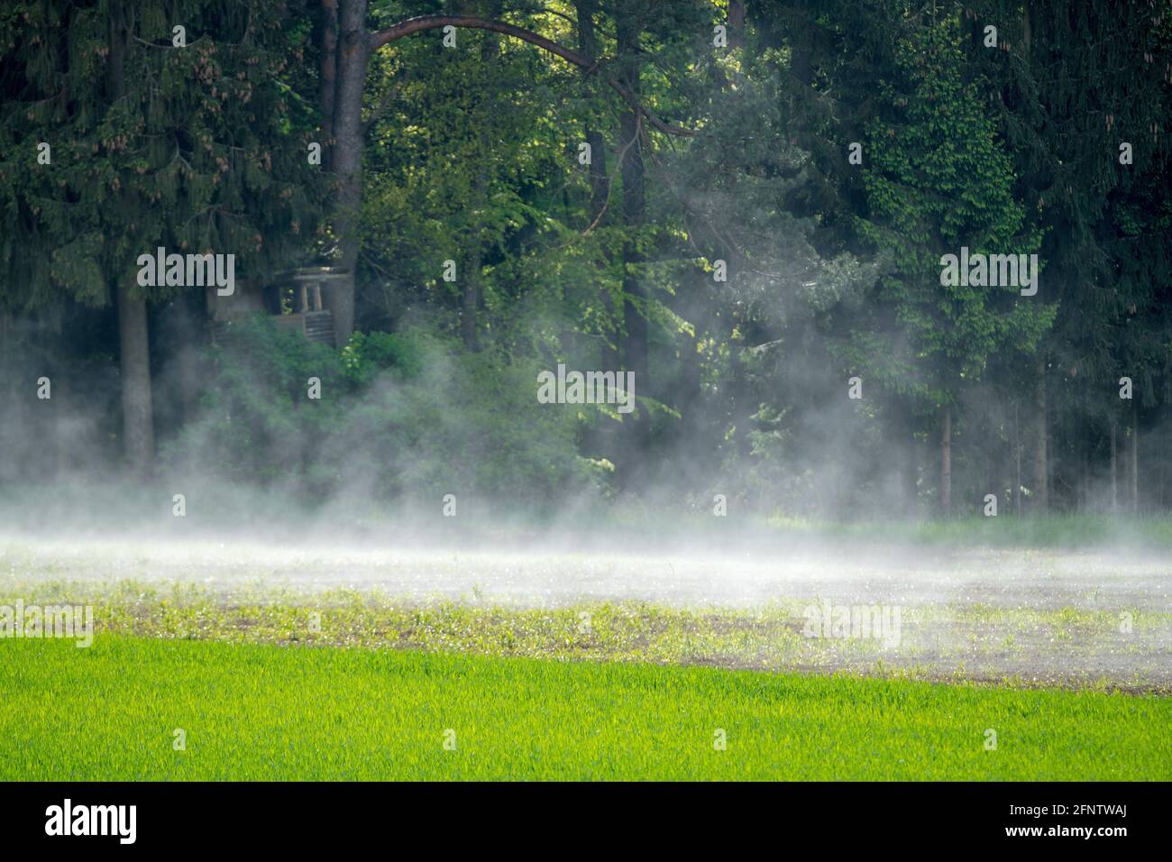Nach dem heftigen Regenschauer dampft die Waldwiese, Nebel steigt, Frühling im Naturschutzgebiet Stockfoto