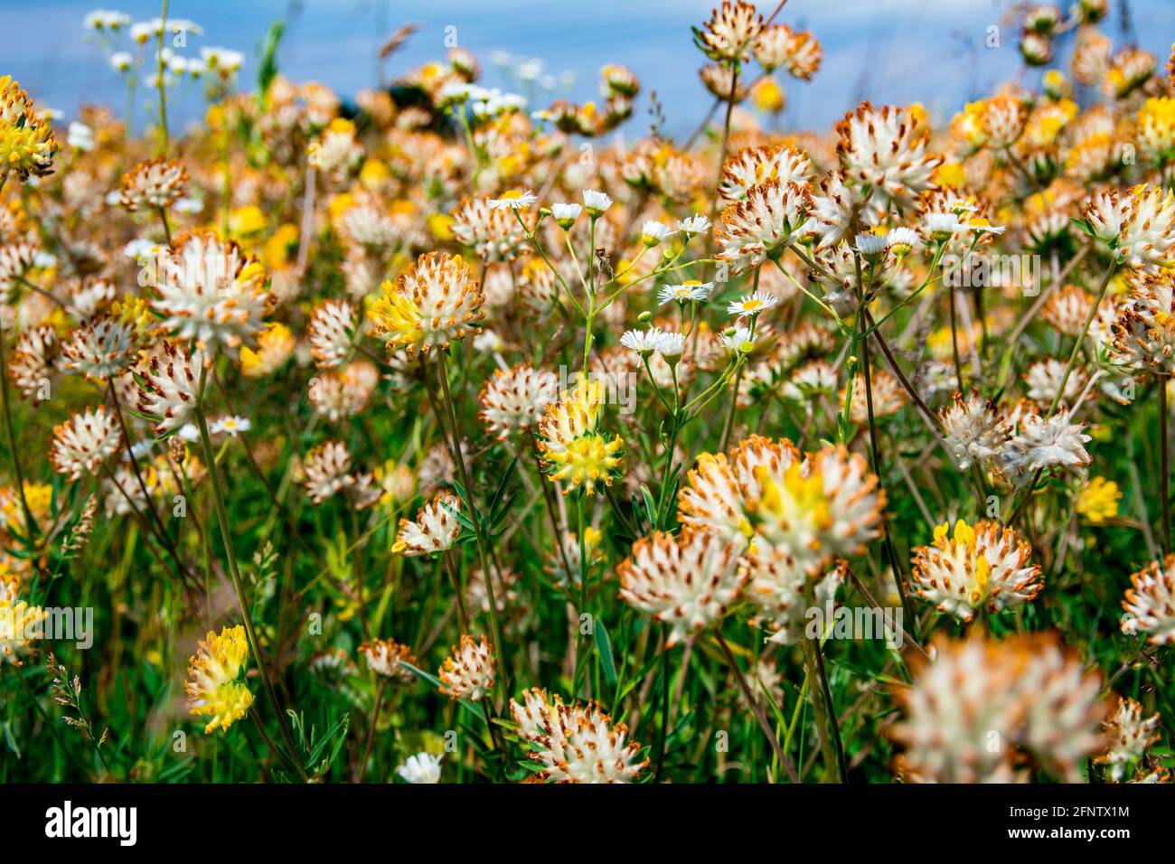 Blühendes Kleeblatt. Blühendes Kleeblatt und blauer Himmel im Hintergrund. Viele Wildblumen aus der Nähe. Stockfoto