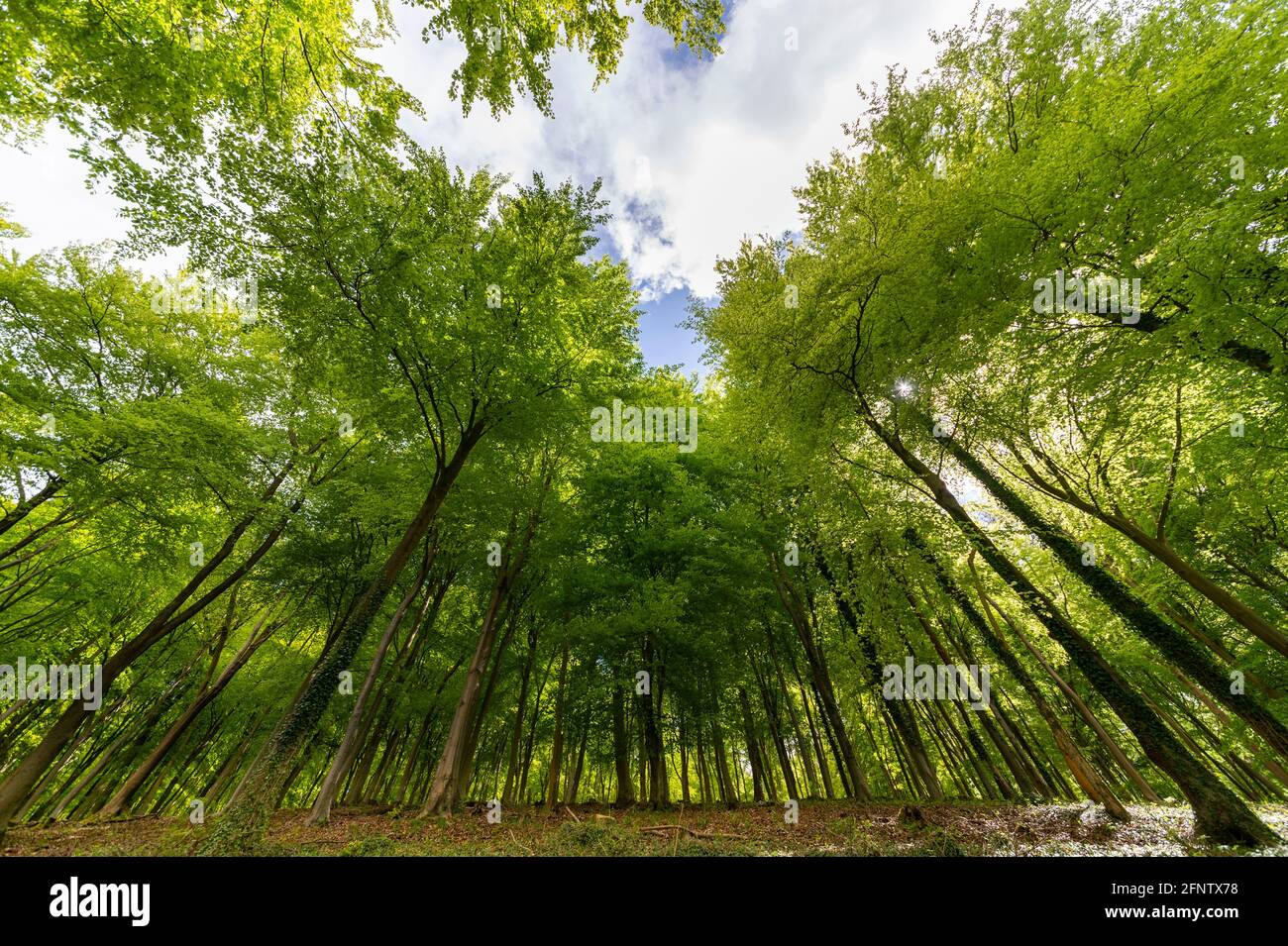 Blick auf den Buchenwald im Frühling Stockfoto