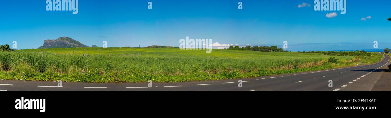 Landschaft mit Zuckerrohrpflanzen und Himmel Stockfoto