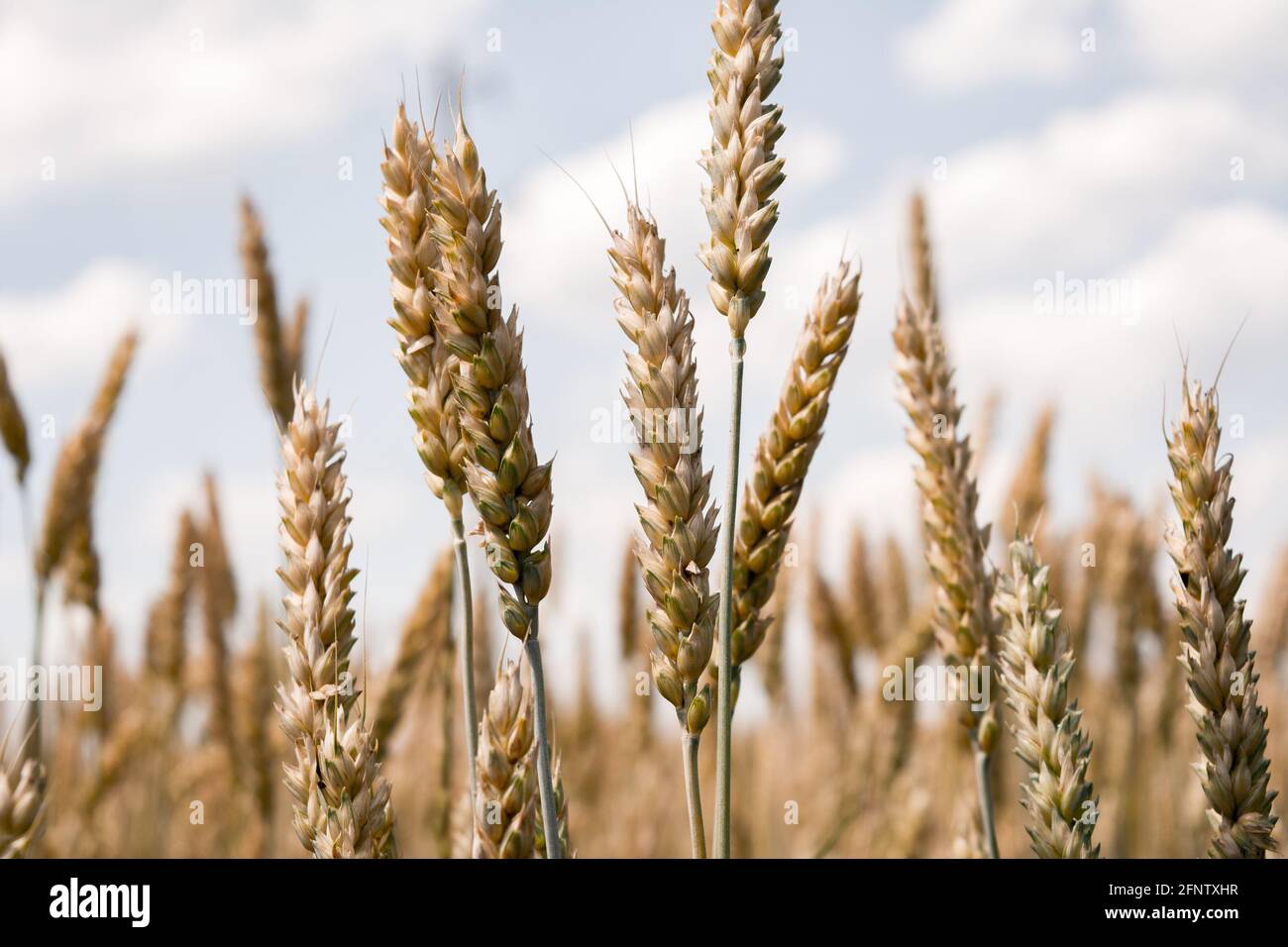 Ähren von Weizen reifen auf dem Feld. Gereifte Ernte in der Sommersaison, Getreide. Landwirtschaft und Feldarbeit Foto. Stockfoto