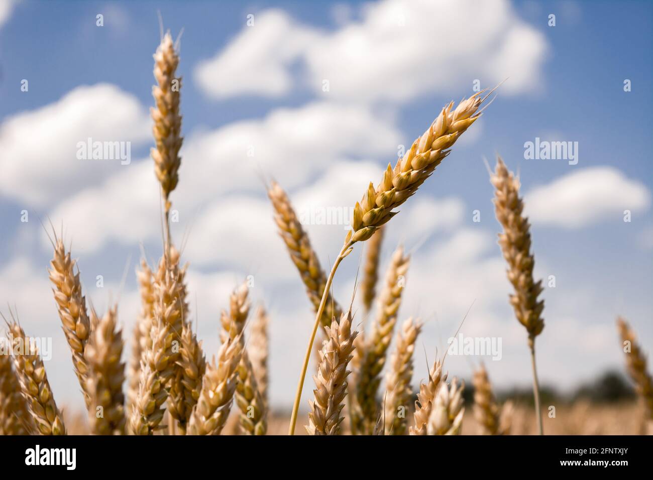 Ähren von Weizen reifen auf dem Feld. Gereifte Ernte in der Sommersaison, Getreide. Landwirtschaft und Feldarbeit Foto. Stockfoto