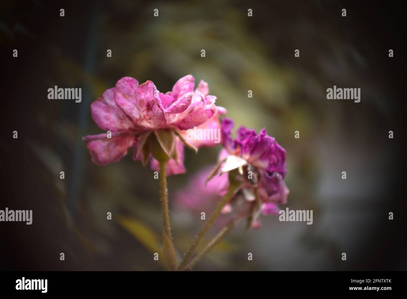 Getrocknete rosa Blume Stockfoto