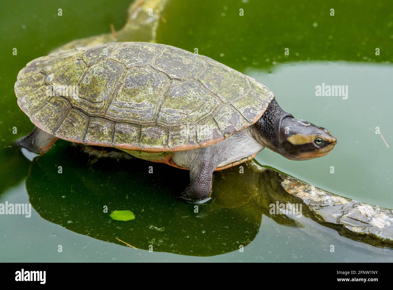 Nahaufnahme einer runden australischen Schildkröte in einem Pool Stockfoto