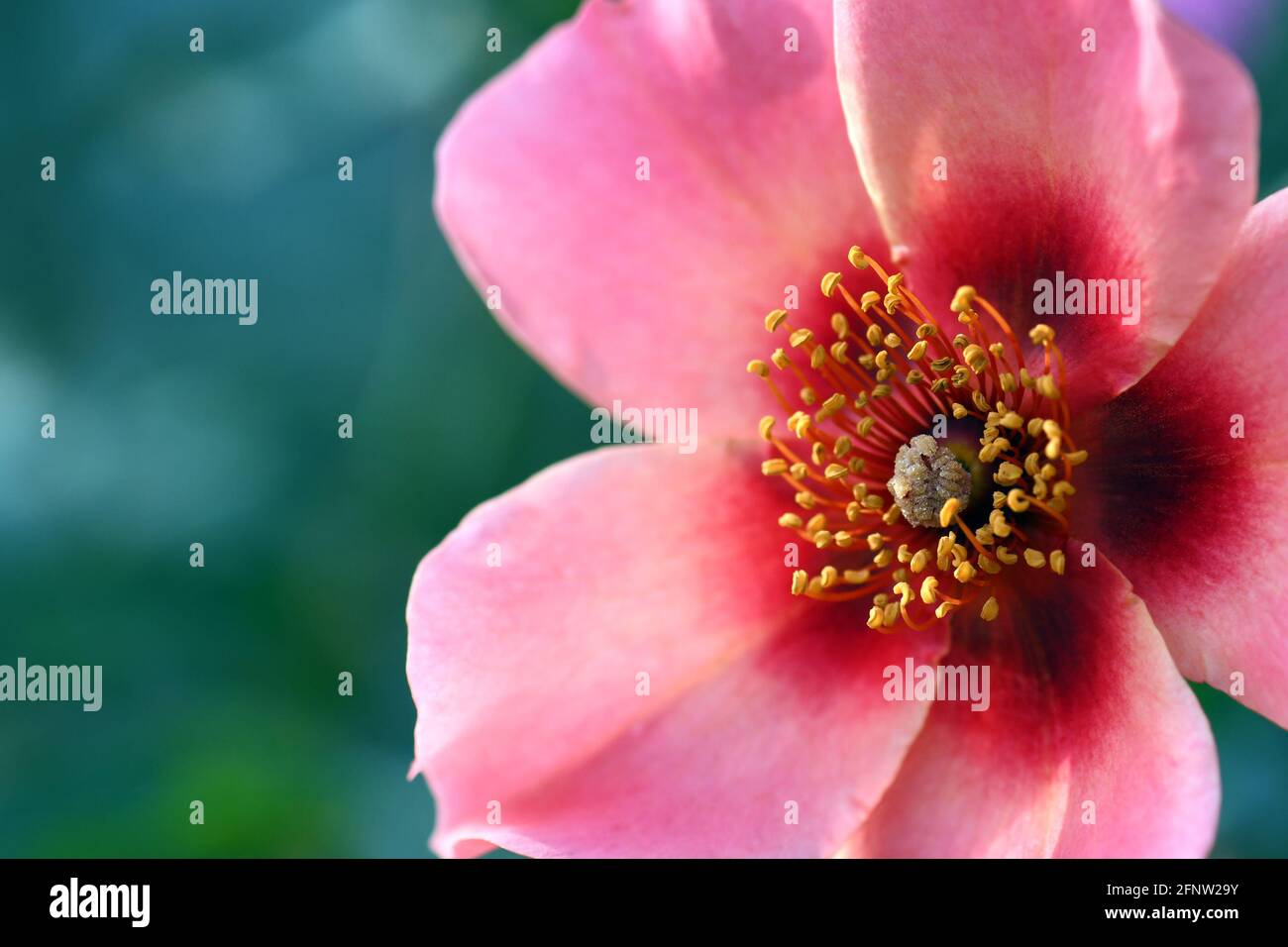 Nahaufnahme der goldenen Mitte der rosa Einzelrose-Sorte, hell wie ein Knopf. Eine Floribunda-Art Clusterrose, die winterhart und krankheitsresistent ist Stockfoto