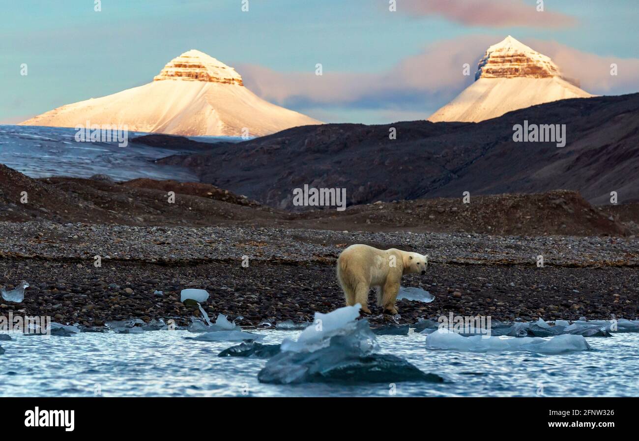 Den Eisbären bleibt Meerwasser und offene Felsenflächen. SVALBARD, NORWEGEN: DIESE Eisbären stehen als conti ZUR GLOBALEN ERWÄRMUNG vor Lebensmittelknappheit Stockfoto