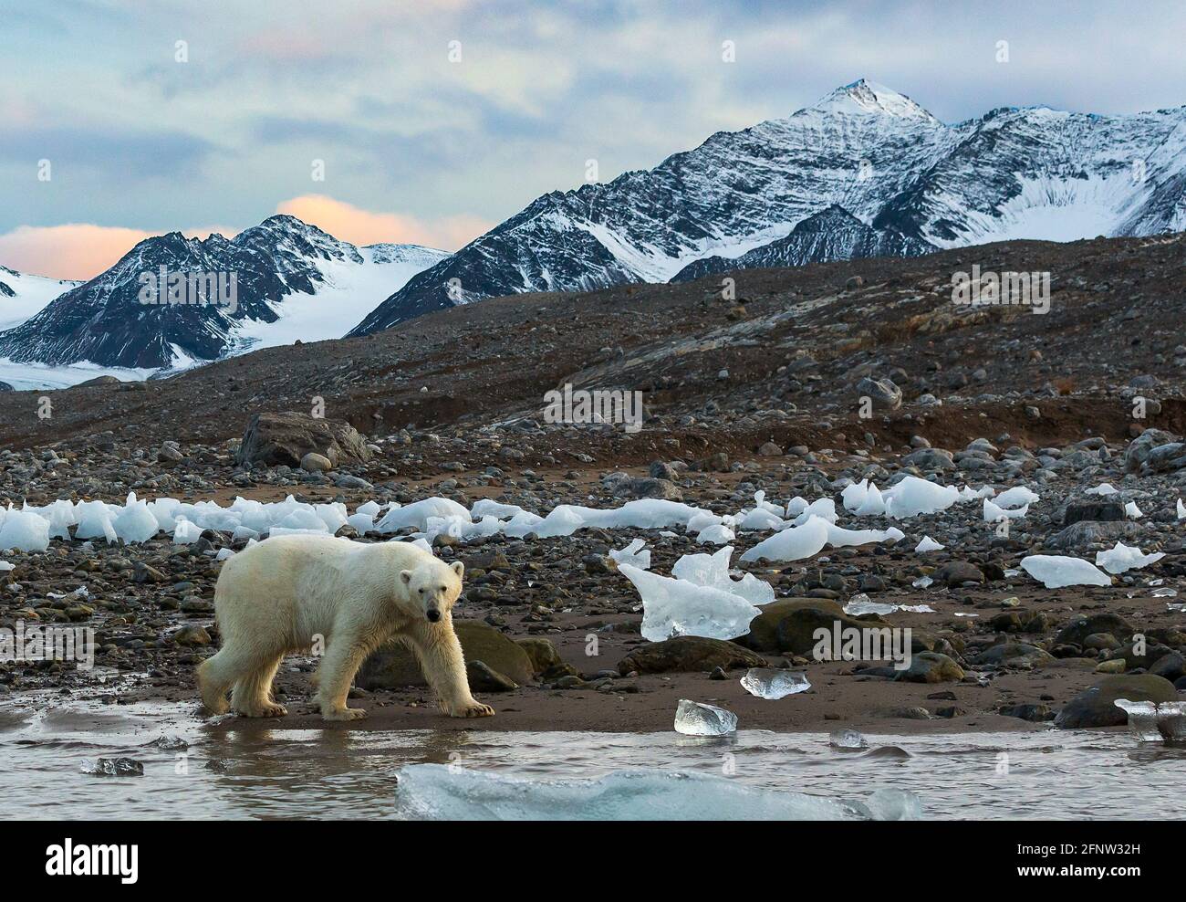 Der Eisbär durchforstet das Ufer nach Nahrung. SVALBARD, NORWEGEN: DIESE Eisbären stehen vor Lebensmittelknappheit, da DIE GLOBALE ERWÄRMUNG weiterhin das Meer abschmilzt Stockfoto