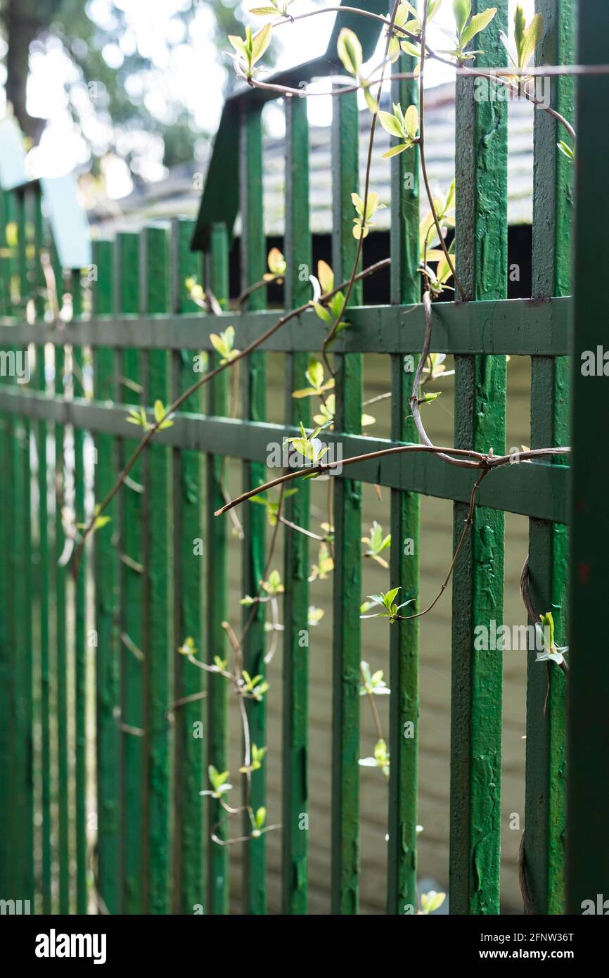 Metallzaun mit Ästen wilder Trauben. Stockfoto