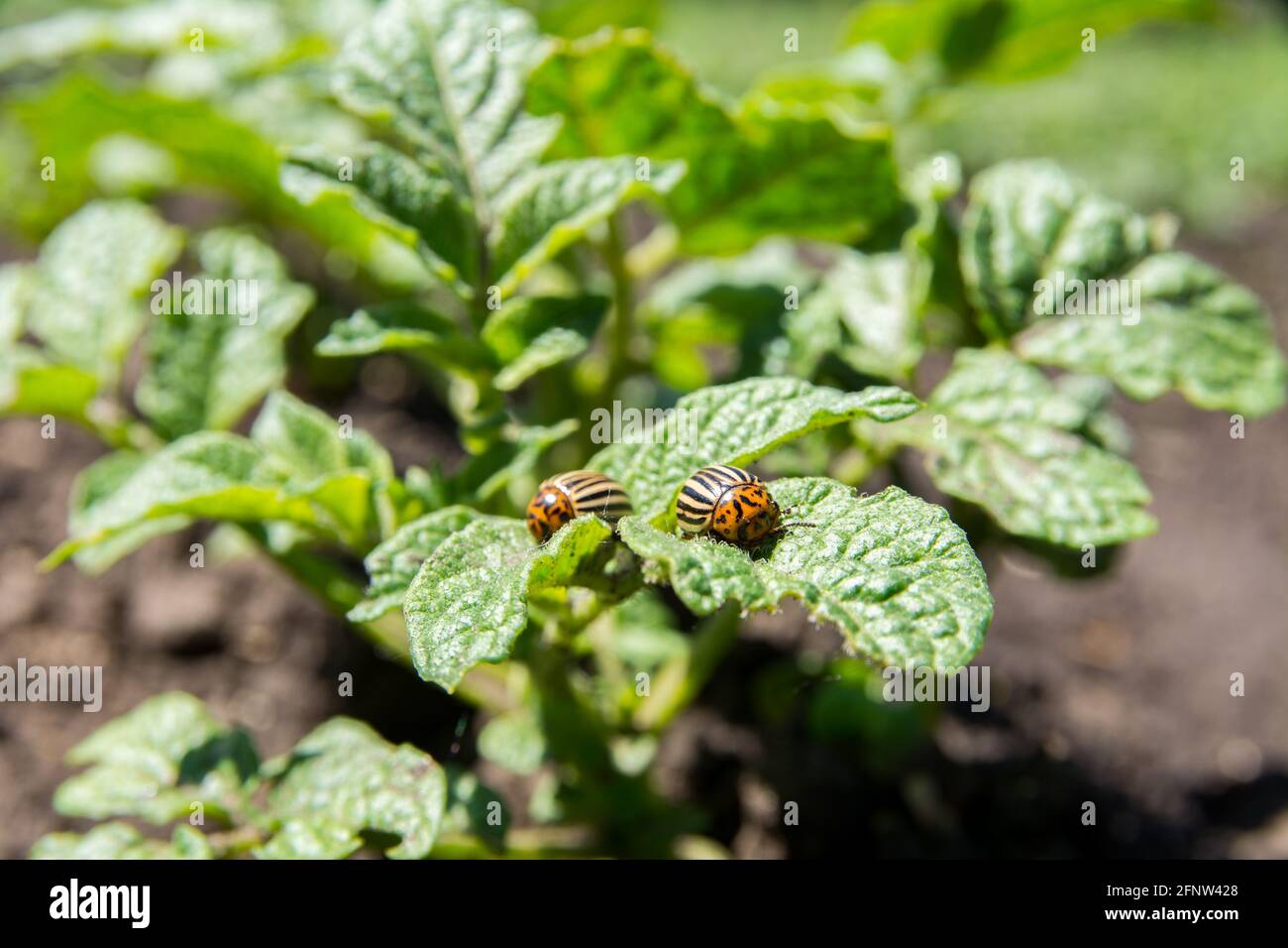 Kartoffelwanzen fressen grüne Blätter des Kartoffelbusches. Insekten Schädlinge fressen Kartoffelblätter. Nahaufnahme des Colorado Beetle. Stockfoto