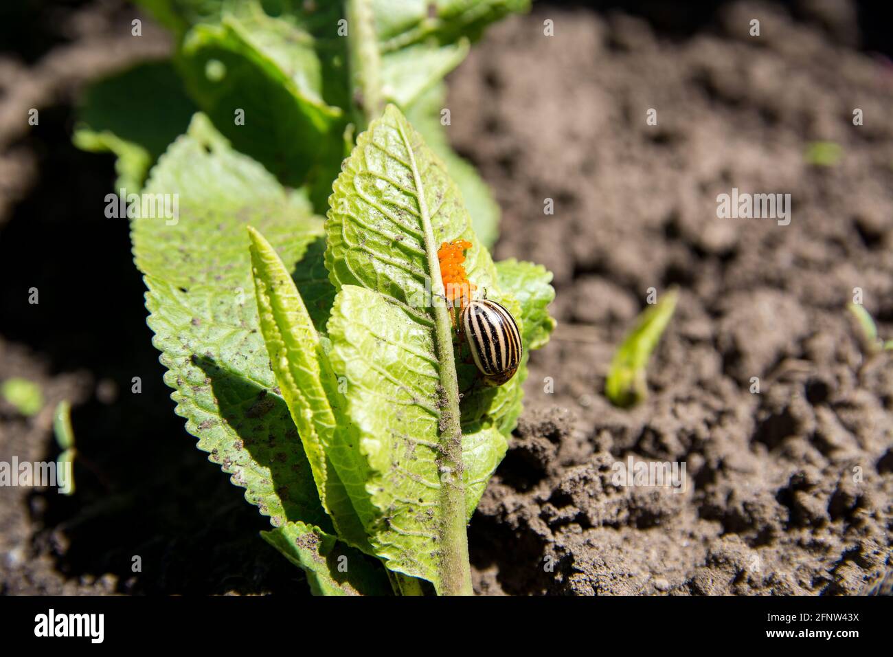 Kartoffelkäfer legt Eier auf grünes Blatt. Insekten Schädlinge. Nahaufnahme des Colorado Beetle. Stockfoto