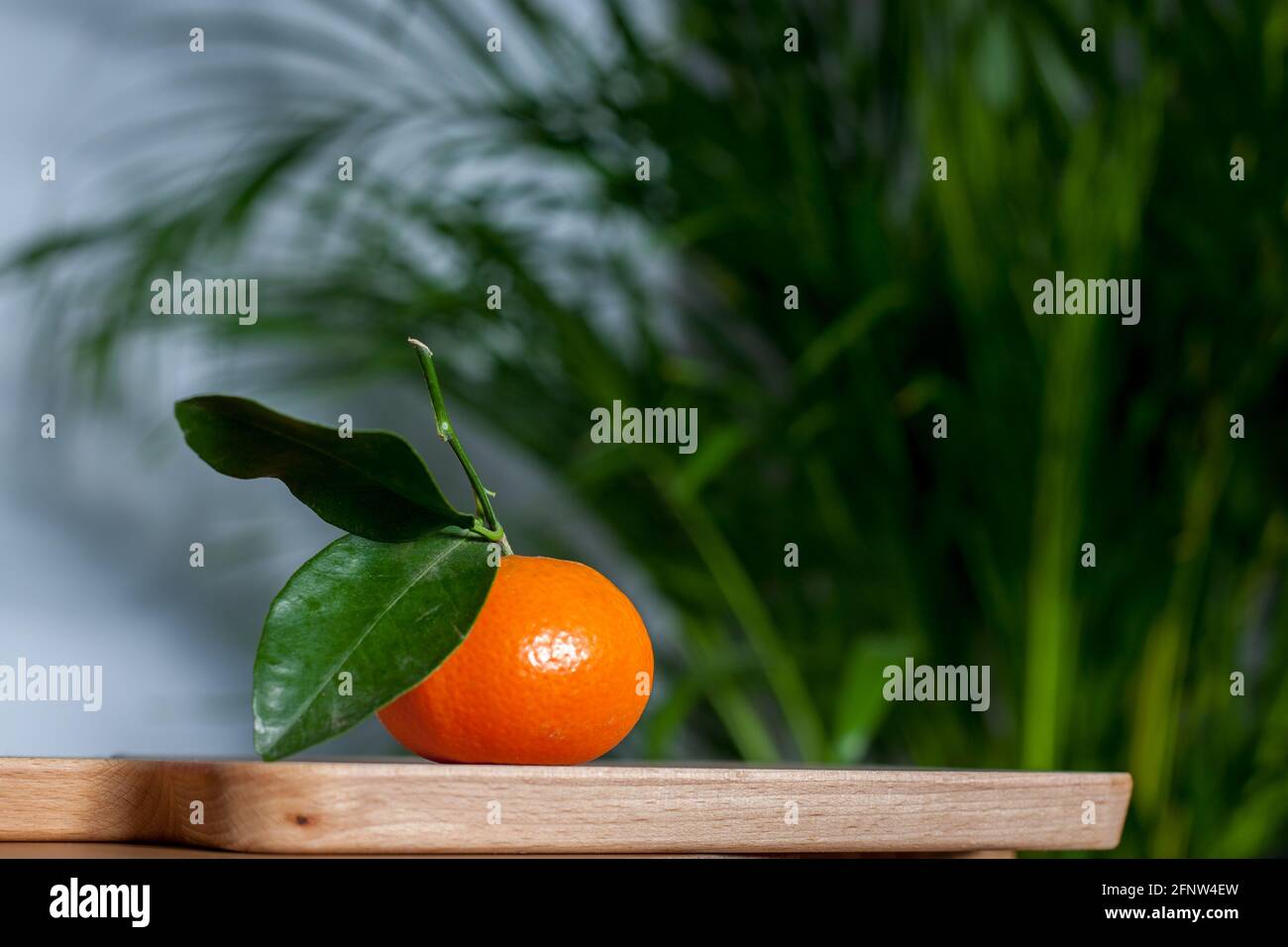 Süße Clementine mit Blättern vor der Areca-Palme Stockfoto