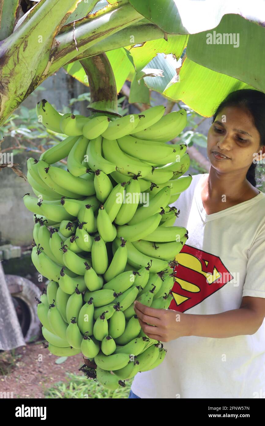Bananenernte aus dem Hinterhof, Dies ist Sri lanka Hausgarten Anbau für süße Banane. Im Allgemeinen kultivieren Dörfer Bananen für den Hausgebrauch oder verkaufen sie. Stockfoto