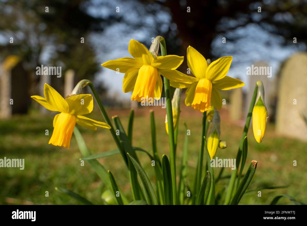 Narzissen in voller Blüte in einem Friedhof, der Frühling einläutet. Stockfoto