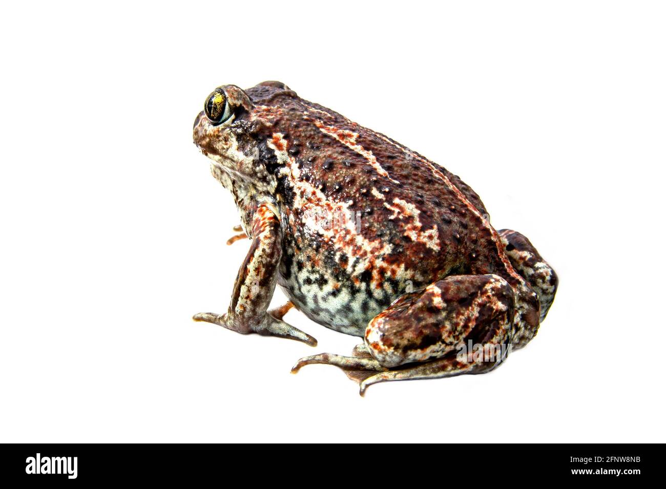 Europäischer gemeiner brauner Frosch isoliert auf weißem Hintergrund. Nahaufnahme von Rana temporaria. Stockfoto
