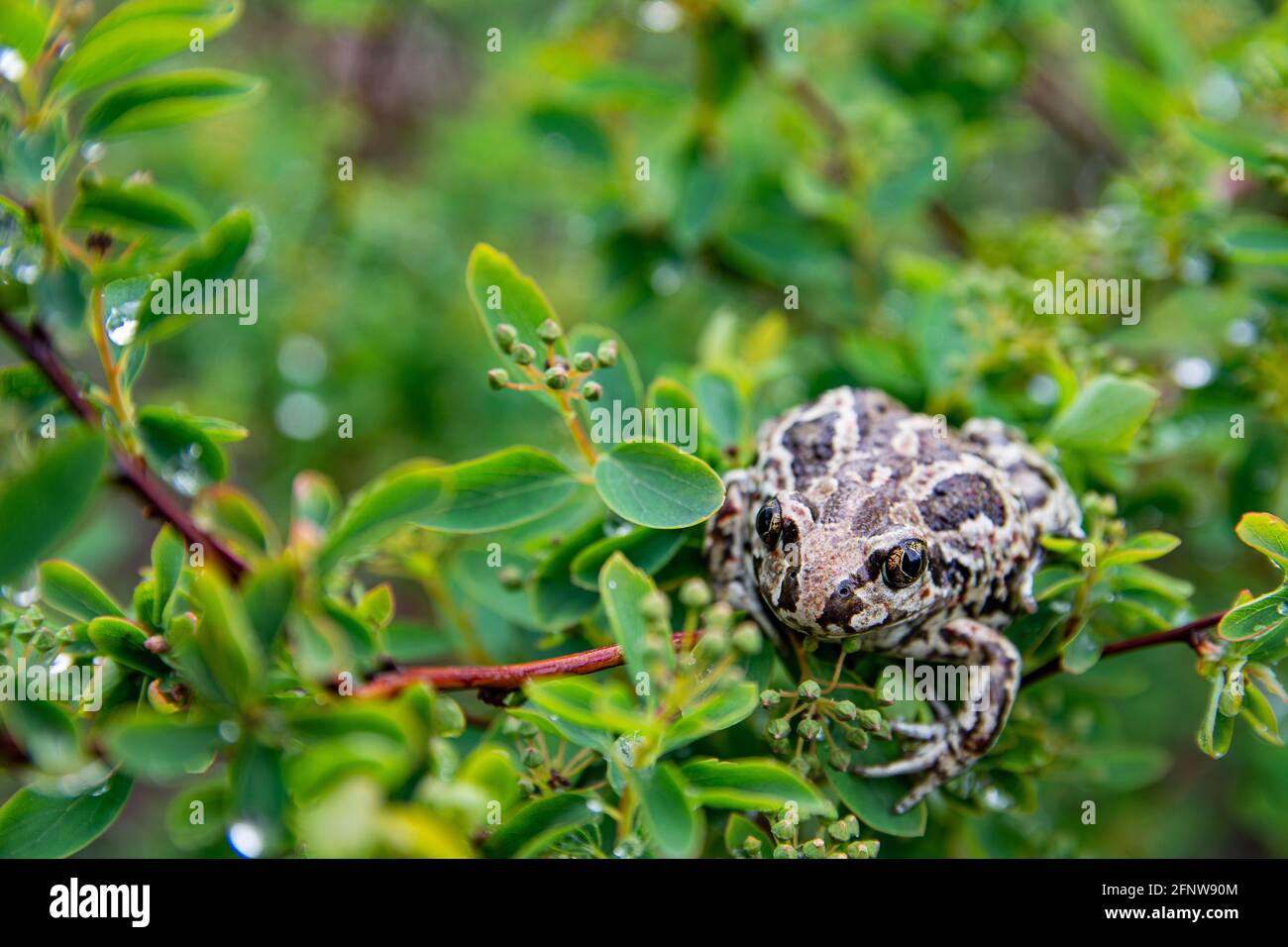 Europäischer gemeiner brauner Frosch sitzt in grünen Blättern auf dem Ast des Baumes nach dem Regen. Nahaufnahme von Rana temporaria. Stockfoto