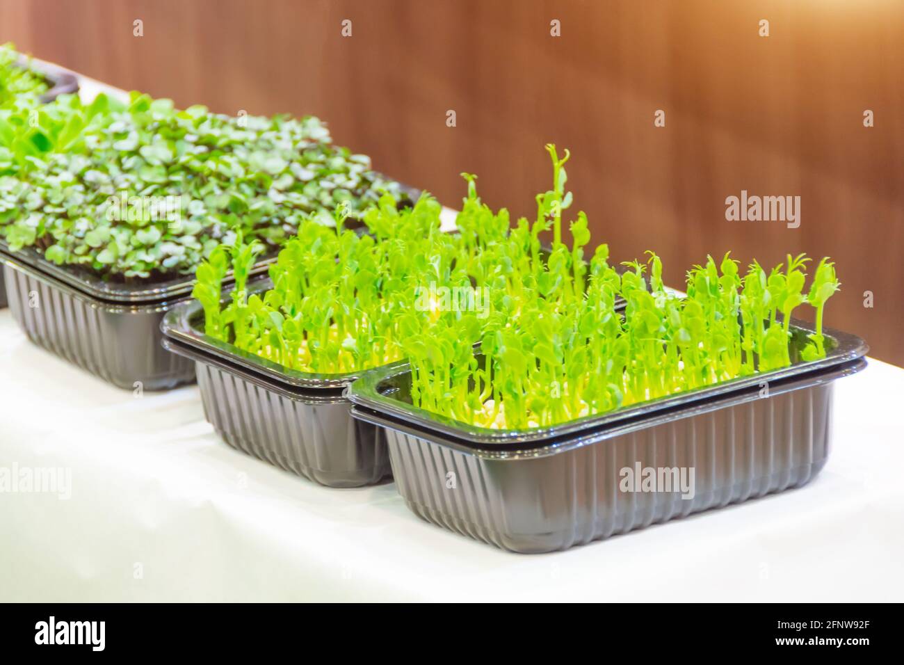 Microgreen. Rettich sprießt in Plastikbehälter auf der Theke eines Supermarkts, Lebensmittelgeschäft Stockfoto