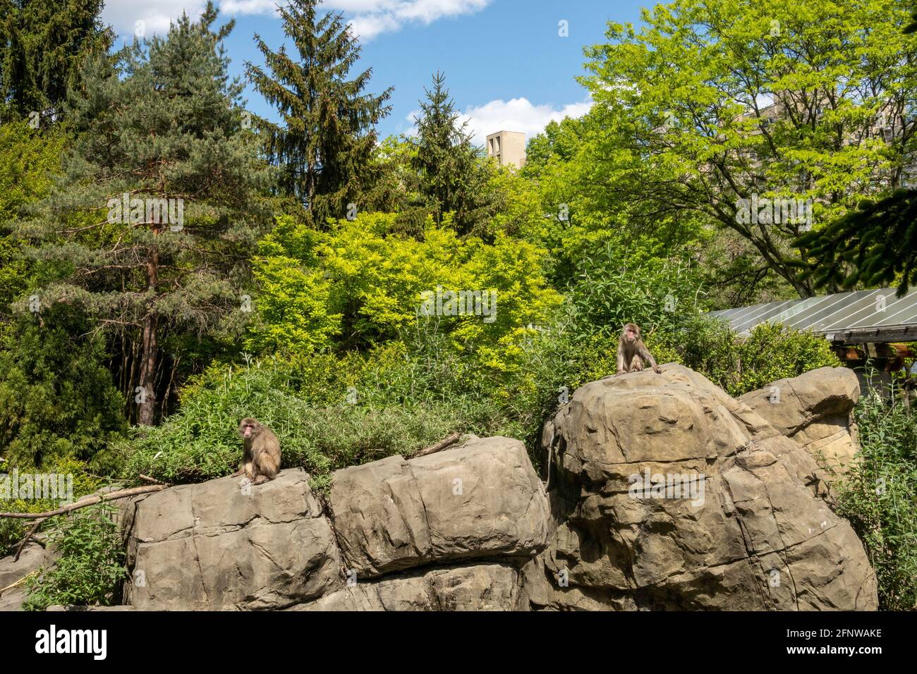Schneeaffen im Central Park Zoo, NYC, USA Stockfoto