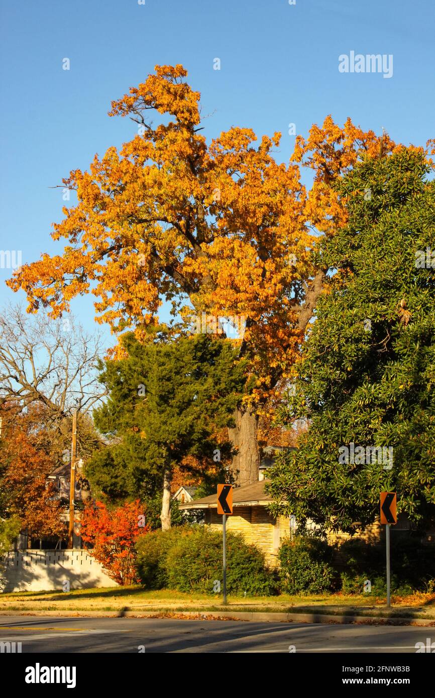 Helle Herbstblätter auf hohen Bäumen und Straßenschilder Städtische Nachbarschaft Stockfoto