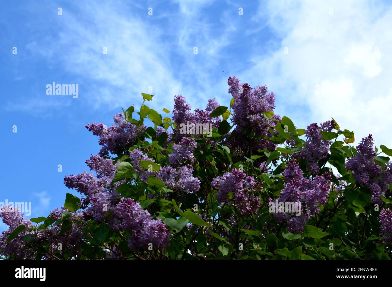 Blühender Flieder unter dem blauen Himmel Stockfoto