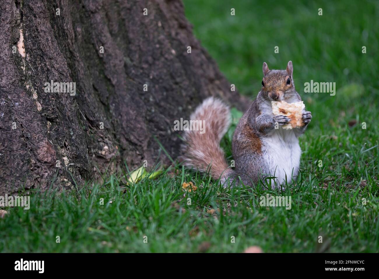 Eichhörnchen sitzt aufrecht im Gras und hält etwas Essbares Vor einem Baum mit beiden Vorderbeinen Stockfoto