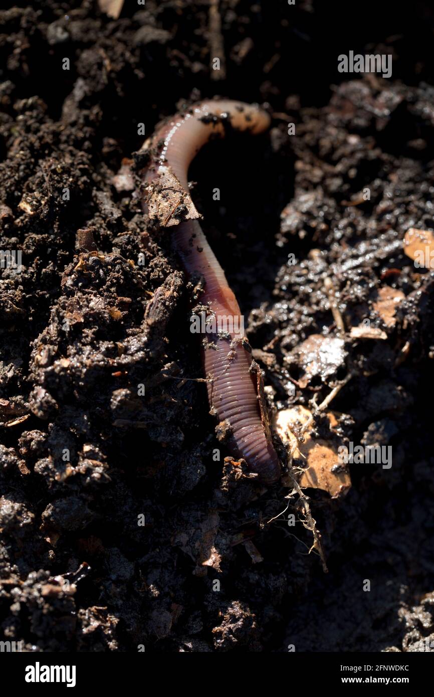 Rotschopf-Wurm - Lumbricus rubellus - in einem Gartenboden. Die typische Größe des Erwachsenen ist 6,5 cm. Die Oberfläche des Körpers, vom ersten Segment bis zum Stockfoto