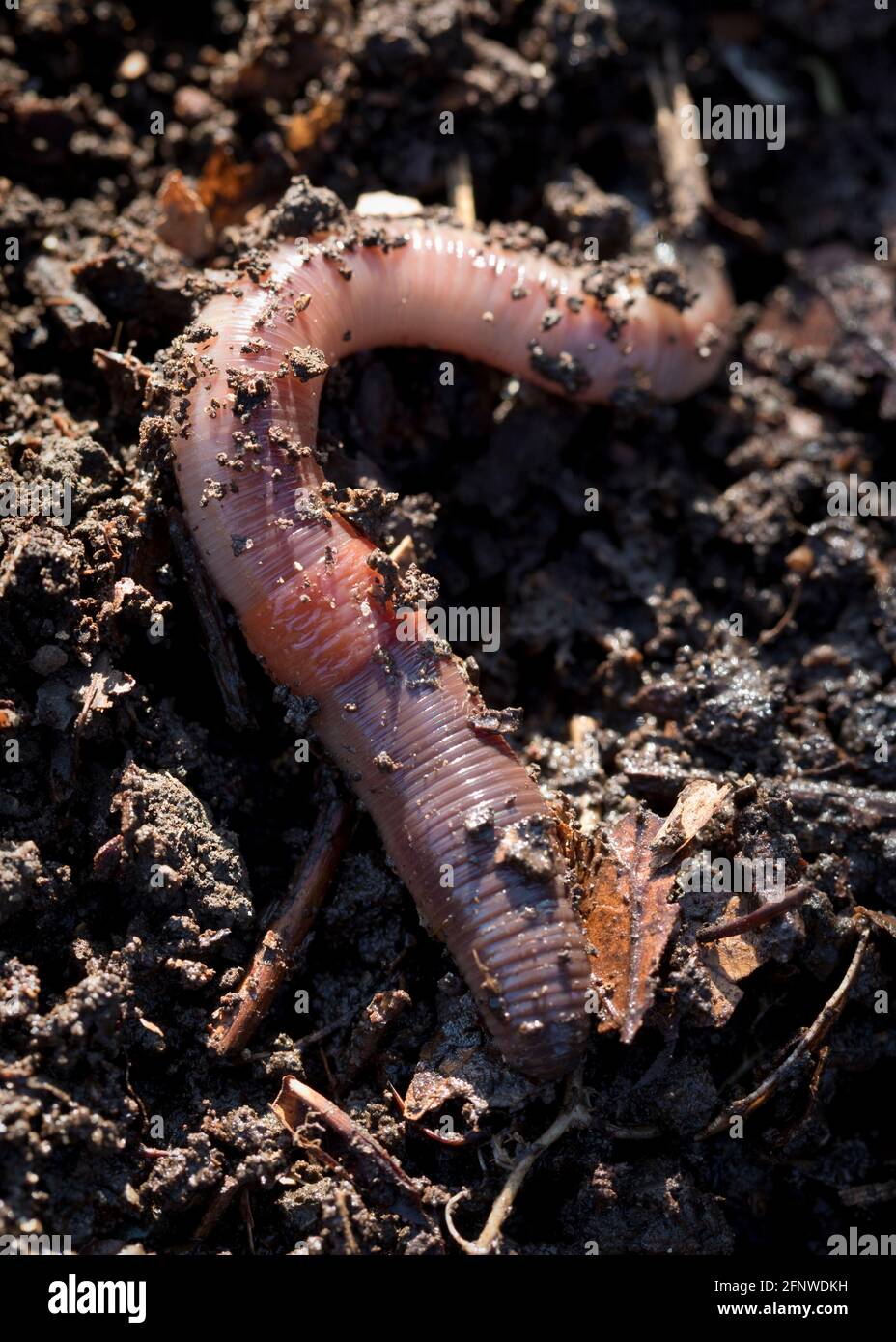 Rotschopf-Wurm - Lumbricus rubellus - in einem Gartenboden. Die typische Größe des Erwachsenen ist 6,5 cm. Die Oberfläche des Körpers, vom ersten Segment bis zum Stockfoto