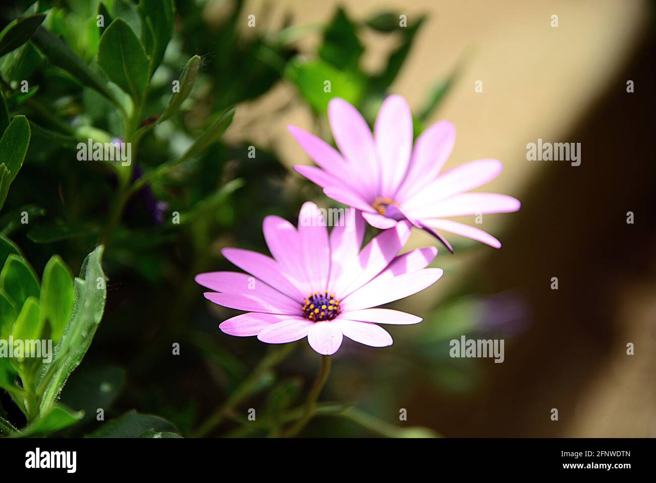 Daisy ist eine mehrjährige krautige Pflanze, die ganz spontan wächst Der Mittelmeerraum Stockfoto