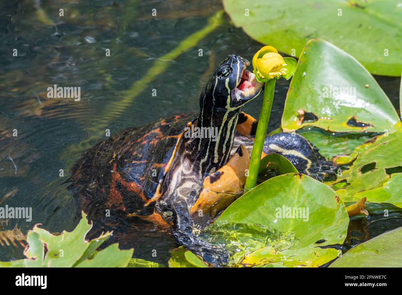Florida-Rotbauchschildkröte, die eine gelbe Teichlilie frisst Stockfoto