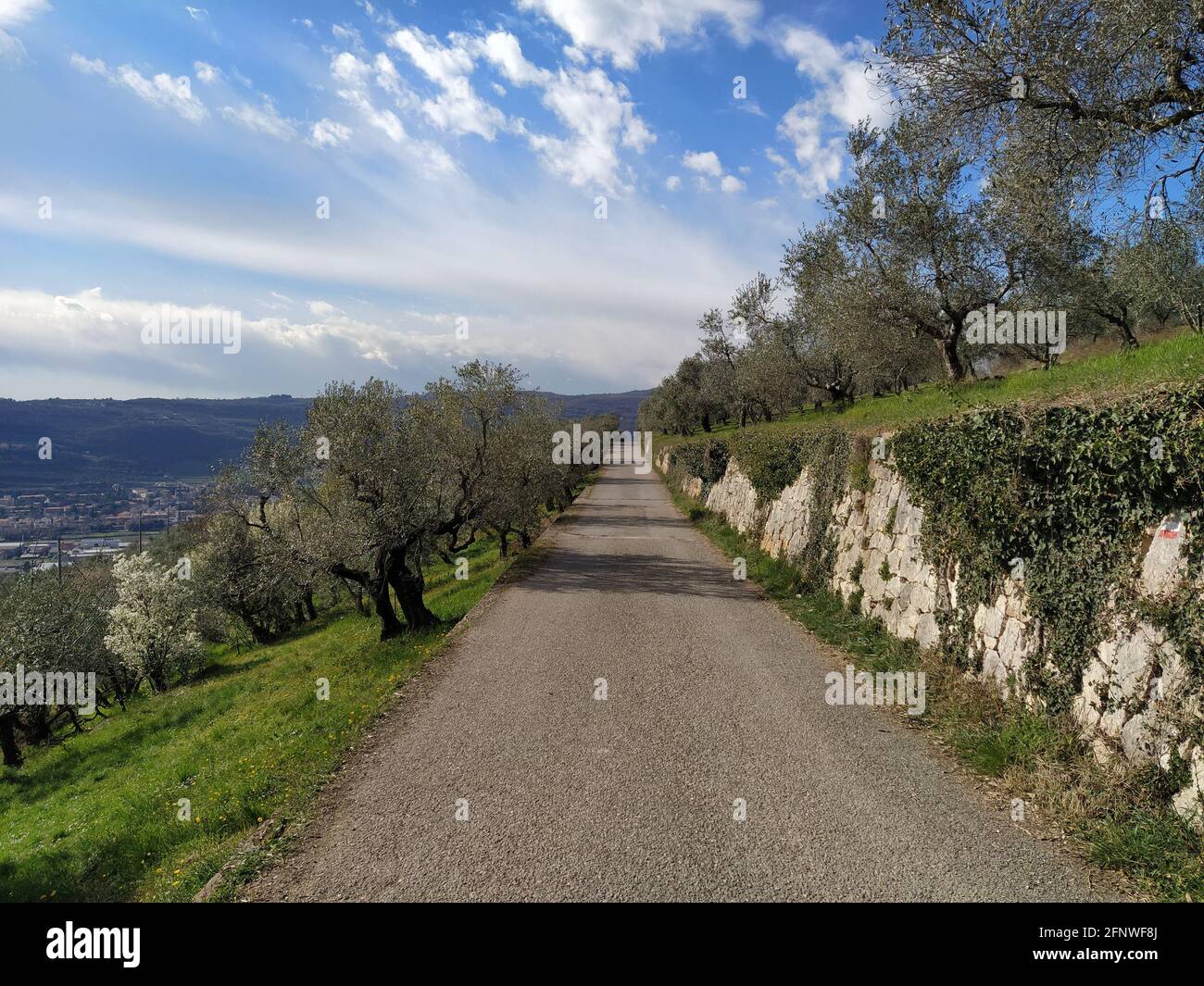 Straße zwischen Olivenbäumen in Verona Stadt Stockfoto
