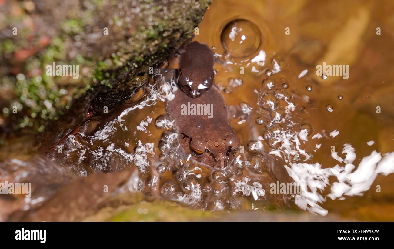 Gefleckter Wurffrosch (Leptobrachium hendricksoni) (Rotaugen-Frosch), der sich nachts im Regenwaldflußwasser brütet, Gunung Lambak, Kluang, Malaysia Stockfoto