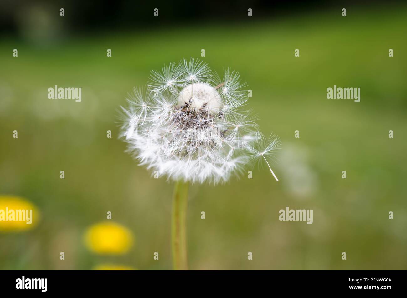 Nahaufnahme eines Doldenblütenkopfes mit seinen Samen Bereit, in den Wind zu blasen Stockfoto