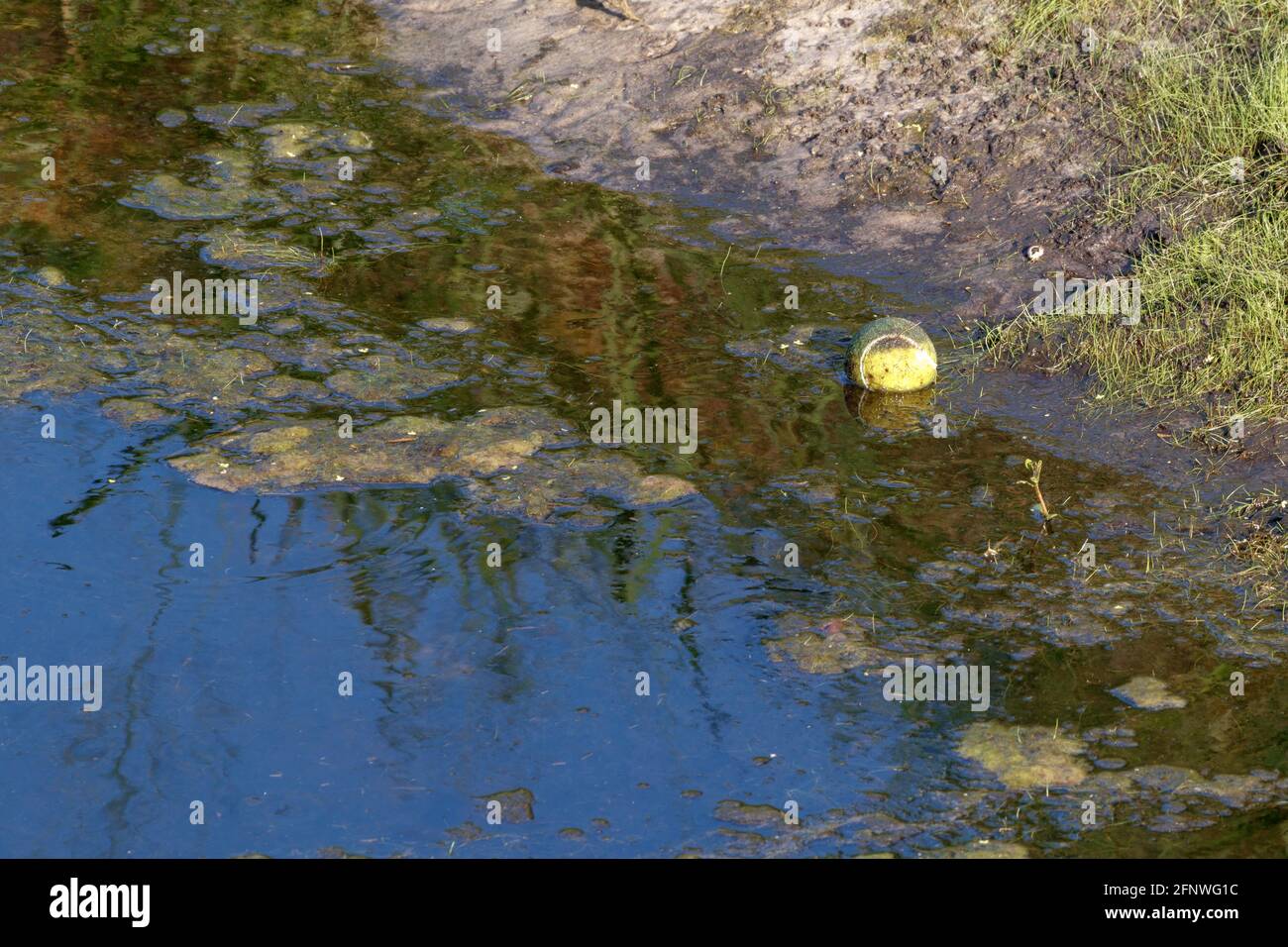 Der Mensch machte einen Sturmwasserkanal, der mit Wildtieren und Gelb gefüllt war Grünalgen überwuchert blüht und verursacht giftige Dämpfe und eine Umwelt Gefahr für Florida Fi Stockfoto