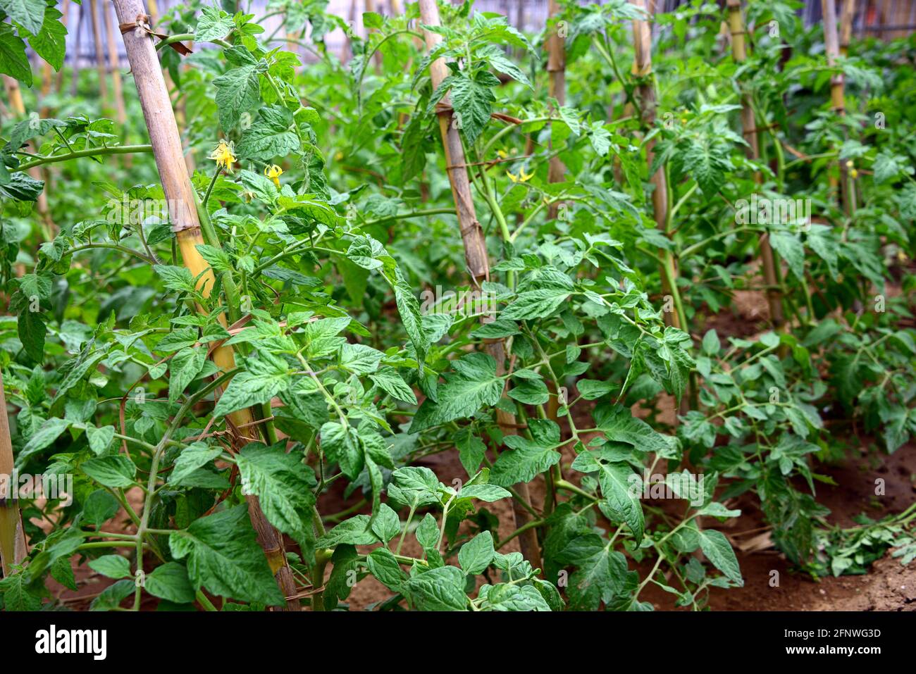 Tomatenpflanze, die Blüten werden auf racemischen Blütenständen gebildet, die am Axil der Blätter entstehen Stockfoto