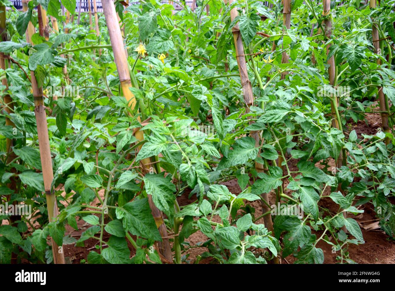 Tomatenpflanze, die Blüten werden auf racemischen Blütenständen gebildet, die am Axil der Blätter entstehen Stockfoto