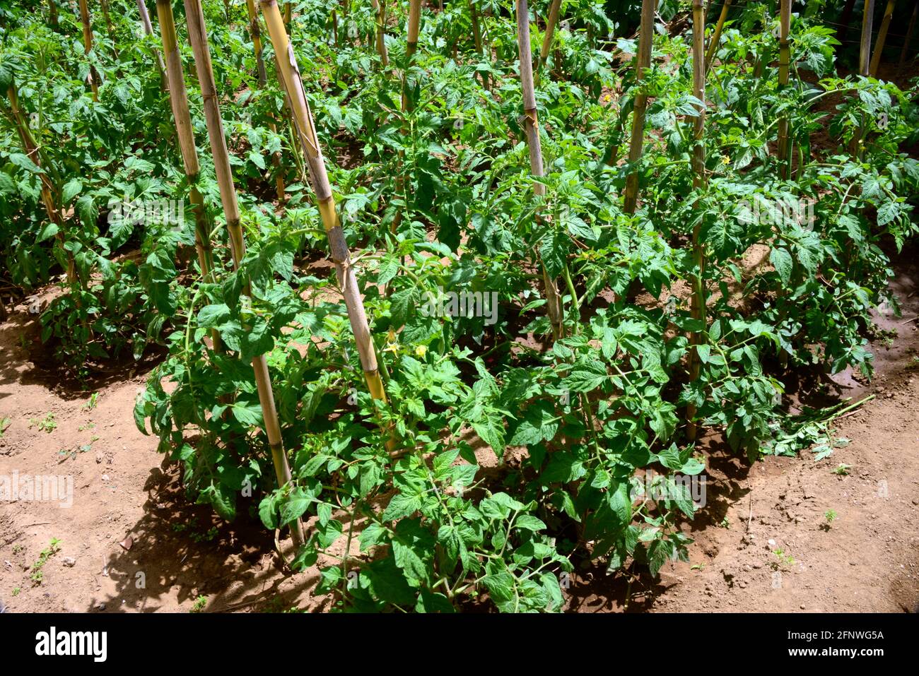 Tomatenpflanze, die Blüten werden auf racemischen Blütenständen gebildet, die am Axil der Blätter entstehen Stockfoto