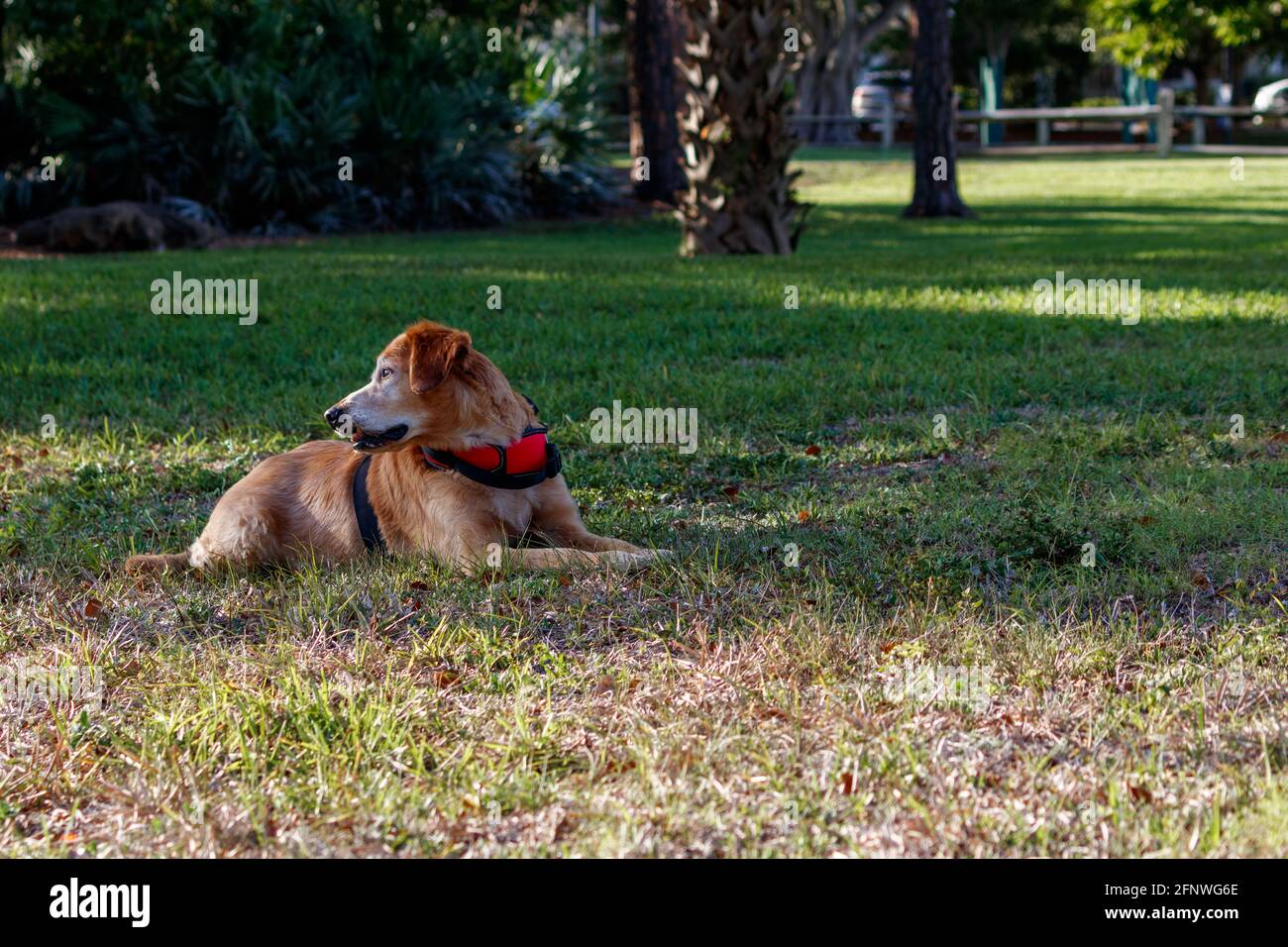 Old Golden Retriever Jagdhund arbeitet als Service-Unterstützung Tier für eine geistig behinderte Person im Gras nehmen Eine Pause und entspannend Stockfoto