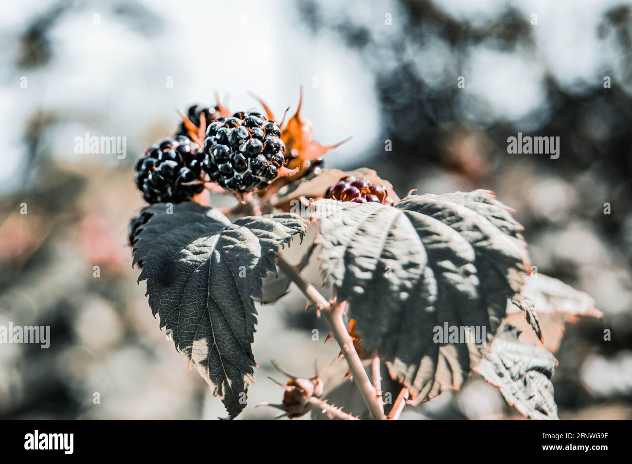 Frische Brombeeren. Brombeerbusch mit Beeren Sommerernte. Sommer in der Natur. Stockfoto